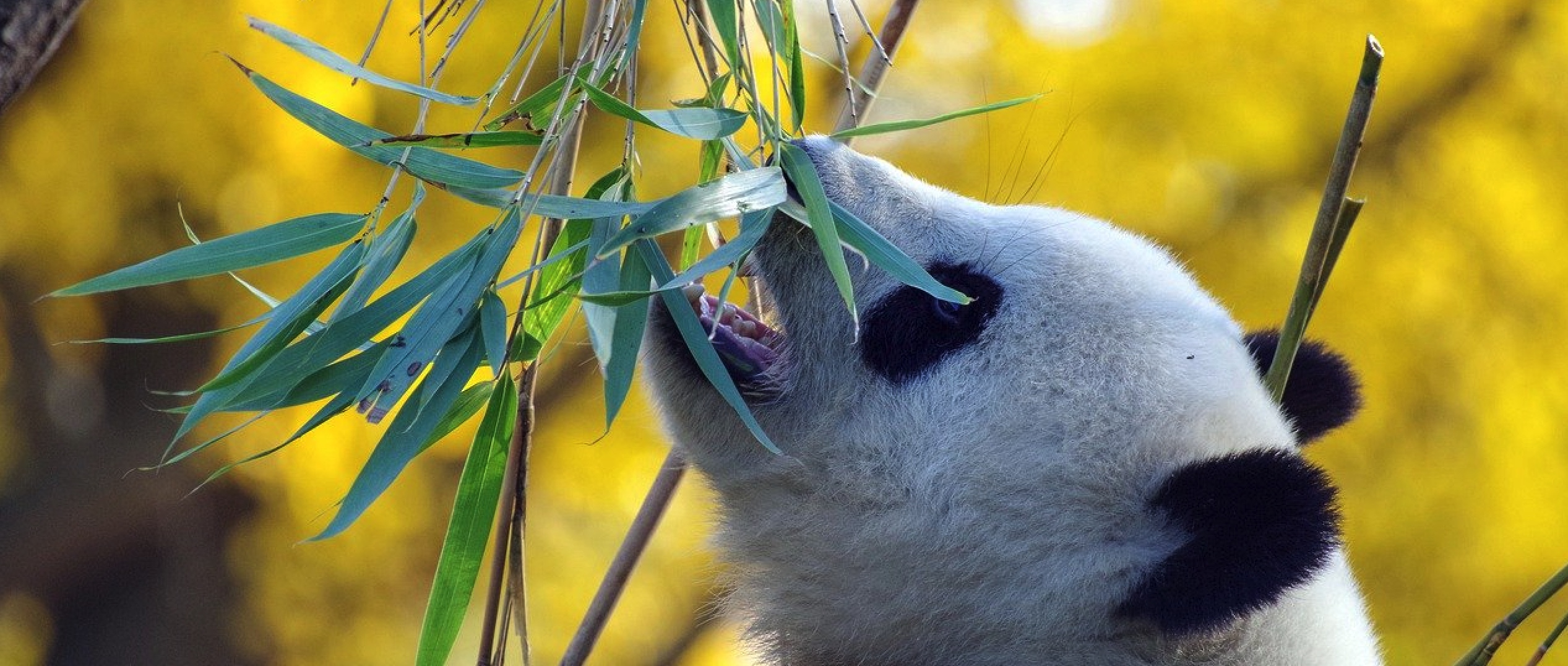 Pana nu demult, indiferent ce fel de continut avea, o pagina web era o pagina web. Acest lucru nu mai este valabil in lumea de dupa Panda.